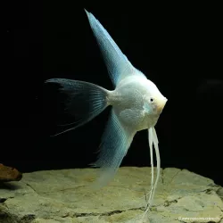 Scalaire Platinium Hi-Fin - Pterophyllum Scalare