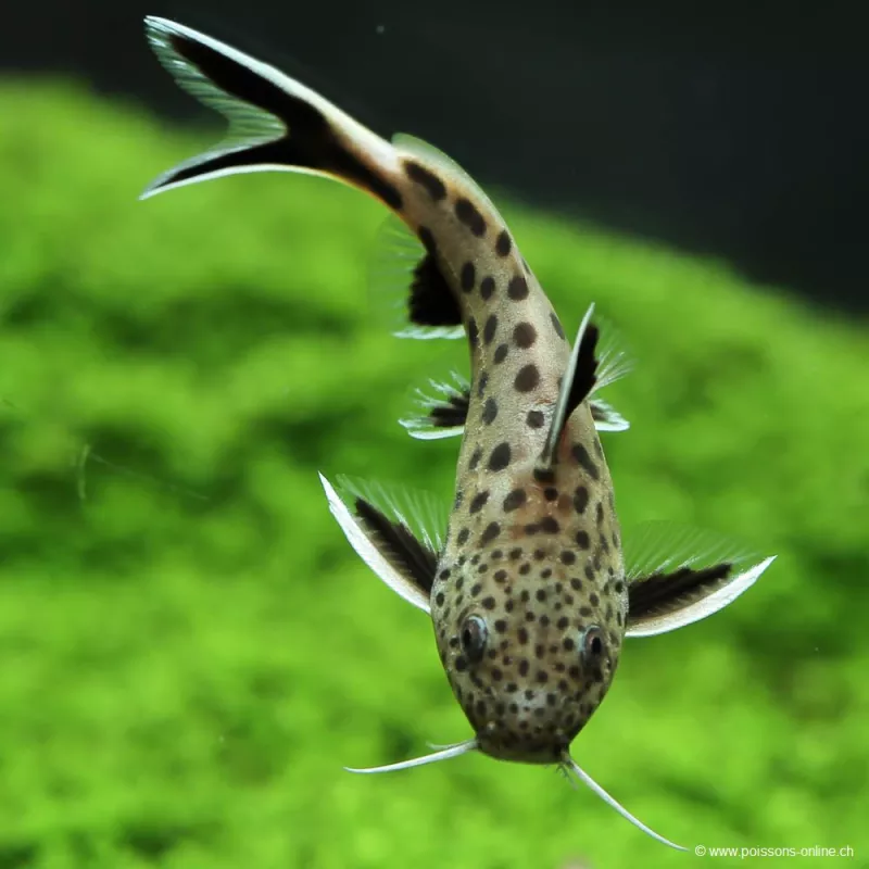 Sinodonte Cuckoo Di Tanganika - Synodontis Petricola