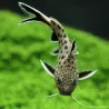 Synodonte Coucou Du Tanganika - Synodontis Petricola