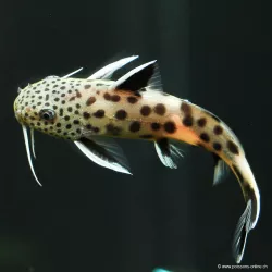 Synodonte Coucou Du Tanganika - Synodontis Petricola