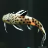 Kuckuks Fiederbartwels - Synodontis Petricola