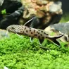 Kuckuks Fiederbartwels - Synodontis Petricola