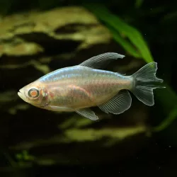 Tétra Du Congo Albinos - Phenacogrammus Interruptus Albinos