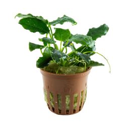 Anubias barteri var. nana ’Kirin’ - 101K