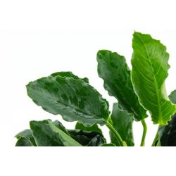 Anubias barteri var. nana ’Kirin’ - 101K