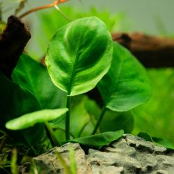Anubias barteri ’Coin Leaf’ - 101F
