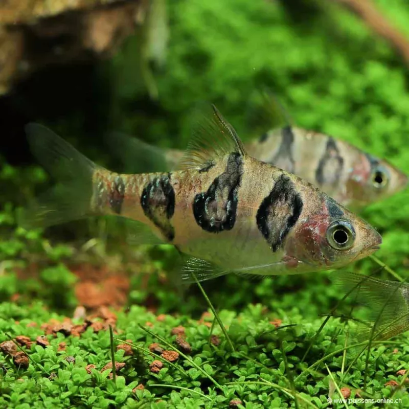 Barbus À Occelles - Desmopuntius Rhomboocellatus