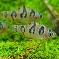 Barbus À Occelles - Desmopuntius Rhomboocellatus