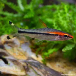 Barbus Crayon Mangeur D'Algues - Sahyadria Denisonii