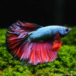 Betta Mâle Halfmoon Bicolor - Betta Splendens