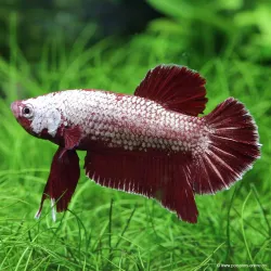 Betta Mâle Plakat - Betta Splendens