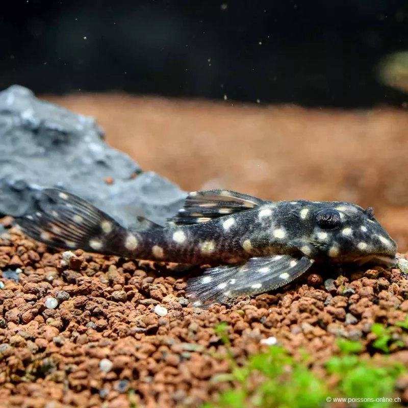 Hypancistrus Inspector - L201 Hypancistrus Inspector