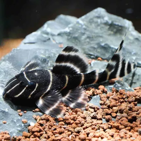 Panaqolus Spp - L204 Panaqolus Sp.Banded