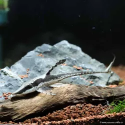 Silure À Barbe Dorée - Sturisoma Aureum