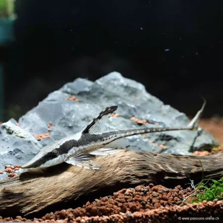 Silure À Barbe Dorée - Sturisoma Aureum