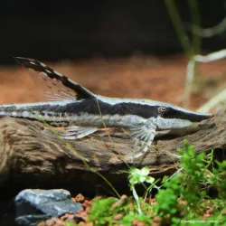 Silure À Barbe Dorée - Sturisoma Aureum