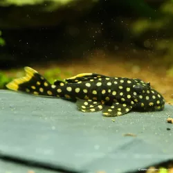 Silure À Pépite D'Or - L177 Baryancistrus Spp