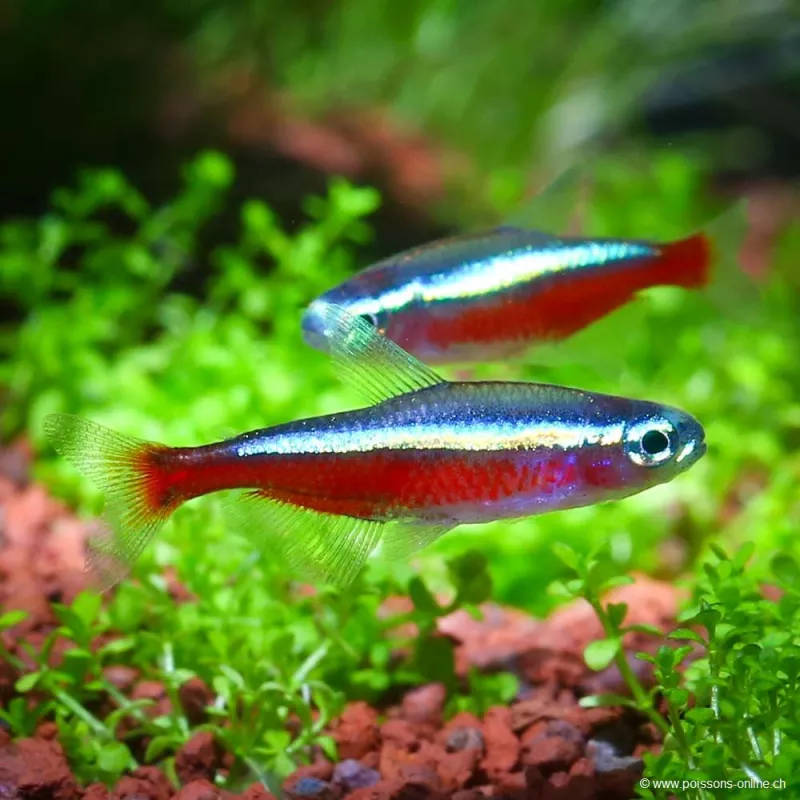 Tétra Néon Cardinal