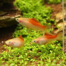 Xipho Pineapple - Xiphophorus Helleri