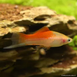 Xipho Pineapple - Xiphophorus Helleri