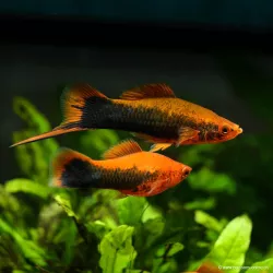 Xipho Rouge Tuxedo - Xiphophorus Helleri