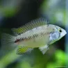 Cichlidé Nain Opale - Apistogramma Borellii Opale