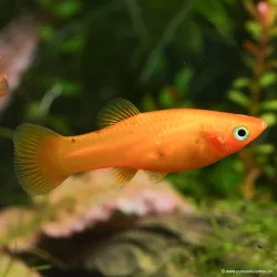 Molly Gold - Poecilia Sphenops