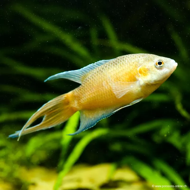 Roter Paradiesfisch - Macropodus Opercularis Red Red