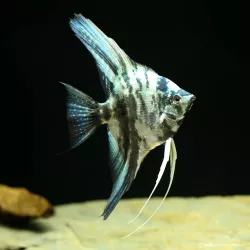 Skalare Bulgarian Blue Marble - Pterophyllum Scalare
