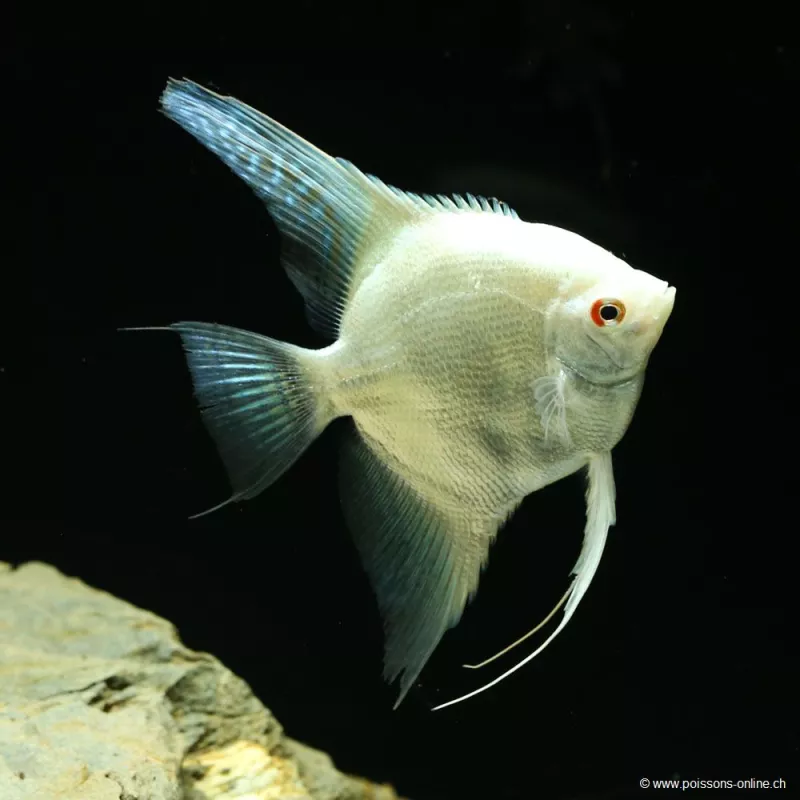 Skalare Bulgarian Platinium - Pterophyllum Scalare