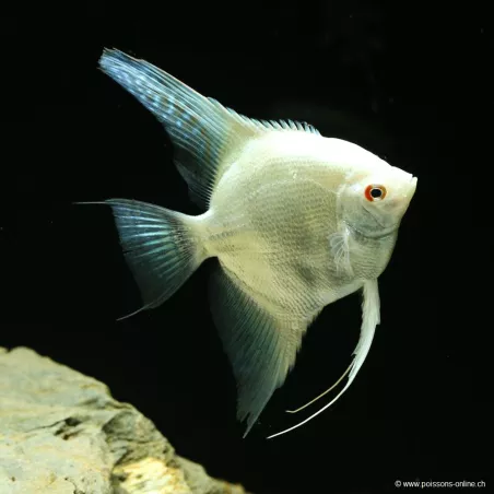 Skalare Bulgarian Platinium - Pterophyllum Scalare