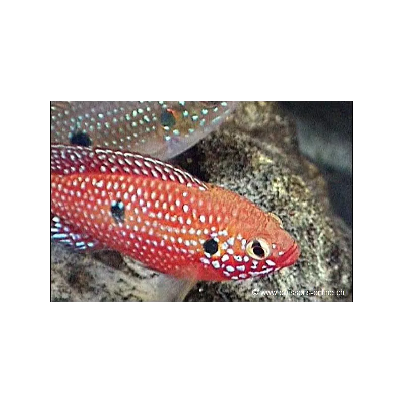 Acara Rouge - Hemichromis Lifalili