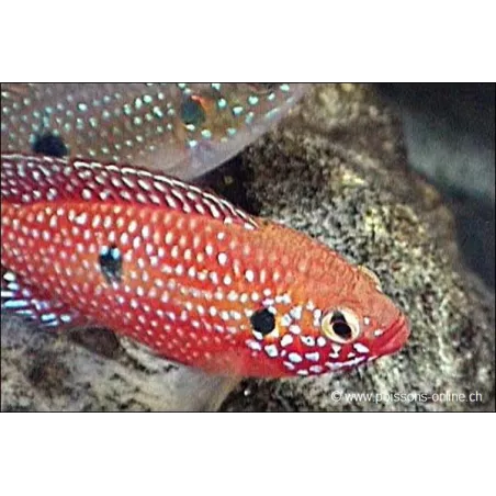 Acara Rouge - Hemichromis Lifalili