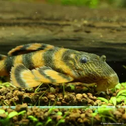 Alenquer Tiger Pleco - Panaqolus Sp L397