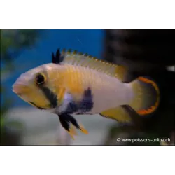 Pandurini Zwergbuntbarsch - Apistogramma Pandurini