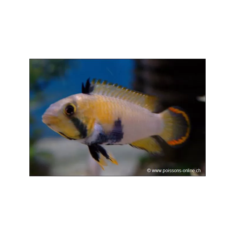 Pandurini Zwergbuntbarsch - Apistogramma Pandurini