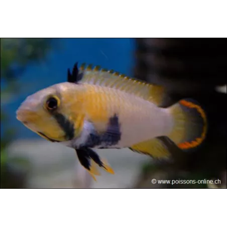 Pandurini Zwergbuntbarsch - Apistogramma Pandurini