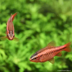 Bitterlingsbarbe - Puntius Titteya