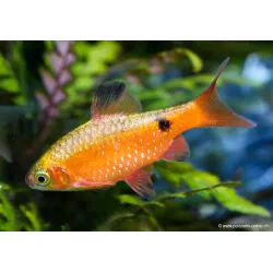 Beardbus Conchonius Neon - Pethia Conchonius Neon