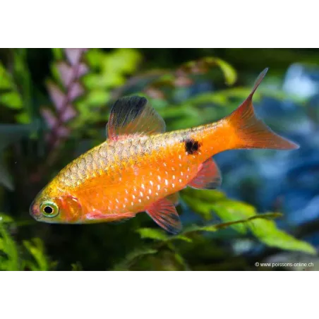 Beardbus Conchonius Neon - Pethia Conchonius Neon