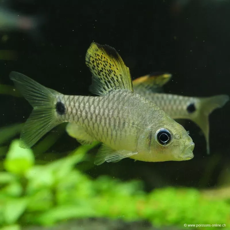 Barbus Draped Fin - Oreichthys Crenuchoides