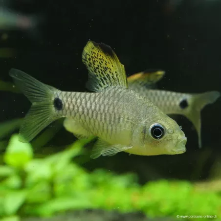 Barbus Draped Fin - Oreichthys Crenuchoides