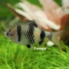 Purpurkopbarbe - Barbus Nigrofasciatus