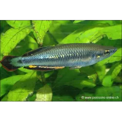 Rainbow Bedotia - Bedotia Geayi