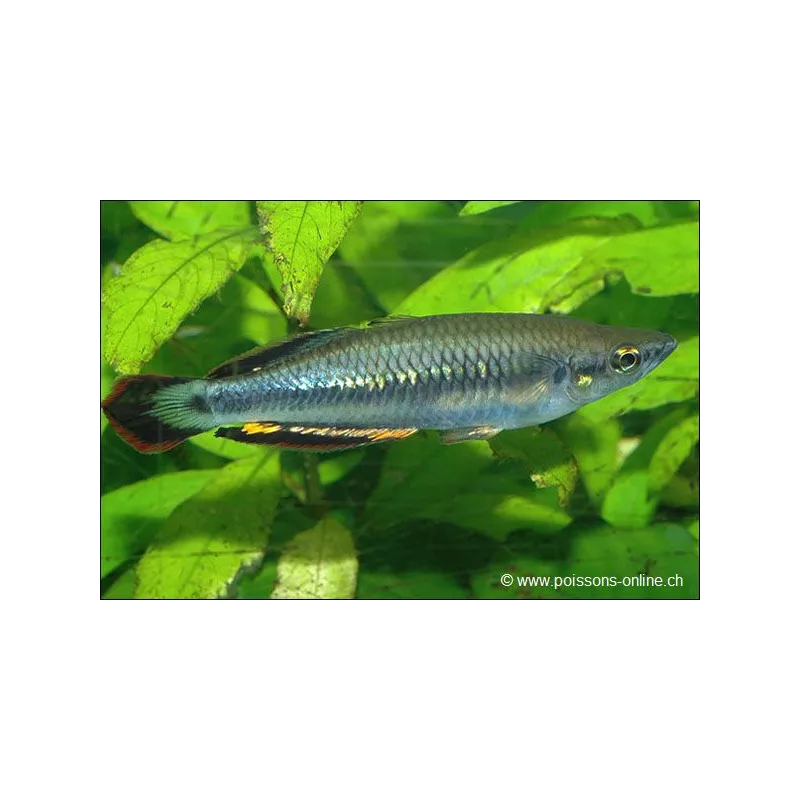 Bedotia Arc-En-Ciel - Bedotia Geayi