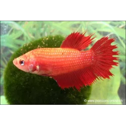 Kampffisch Weibchen Crowntail - Betta Splendens
