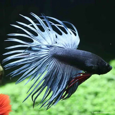 Kampffisch Mann Crowntail Bicolor - Betta Splendens