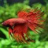 Betta Mâle Crowntail Bicolor - Betta Splendens