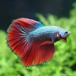 Kampffisch Mann Halfmoon Bicolor - Betta Splendens