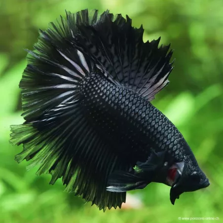 Kampffisch Mann Halfmoon Black - Betta Splendens